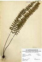 藏品(薄葉孔雀蕨)的圖片